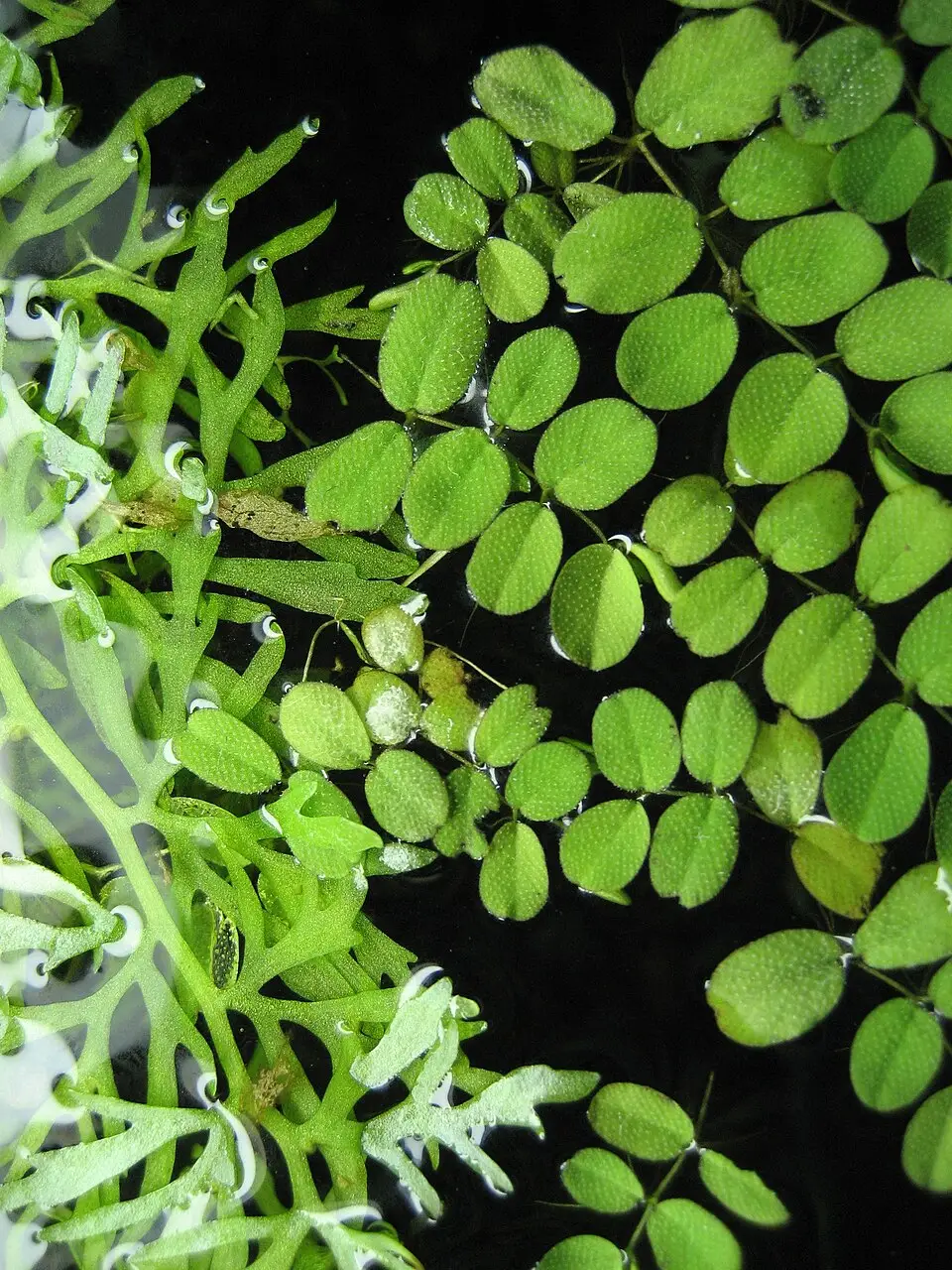 Salvinia minima