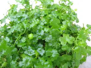 Hydrocotyle Tripartita Japan