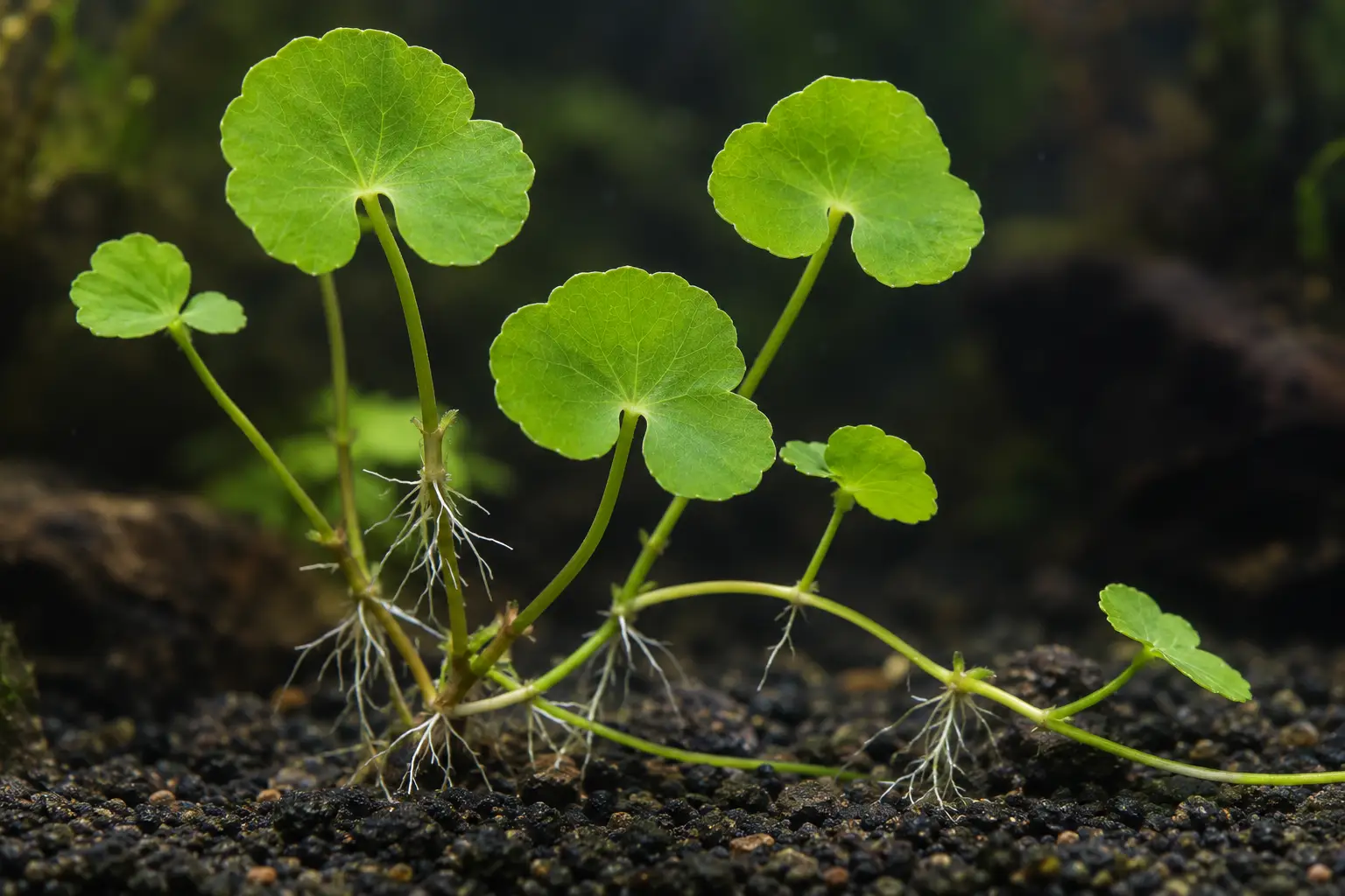 Hydrocotyle leucocephala en acuario