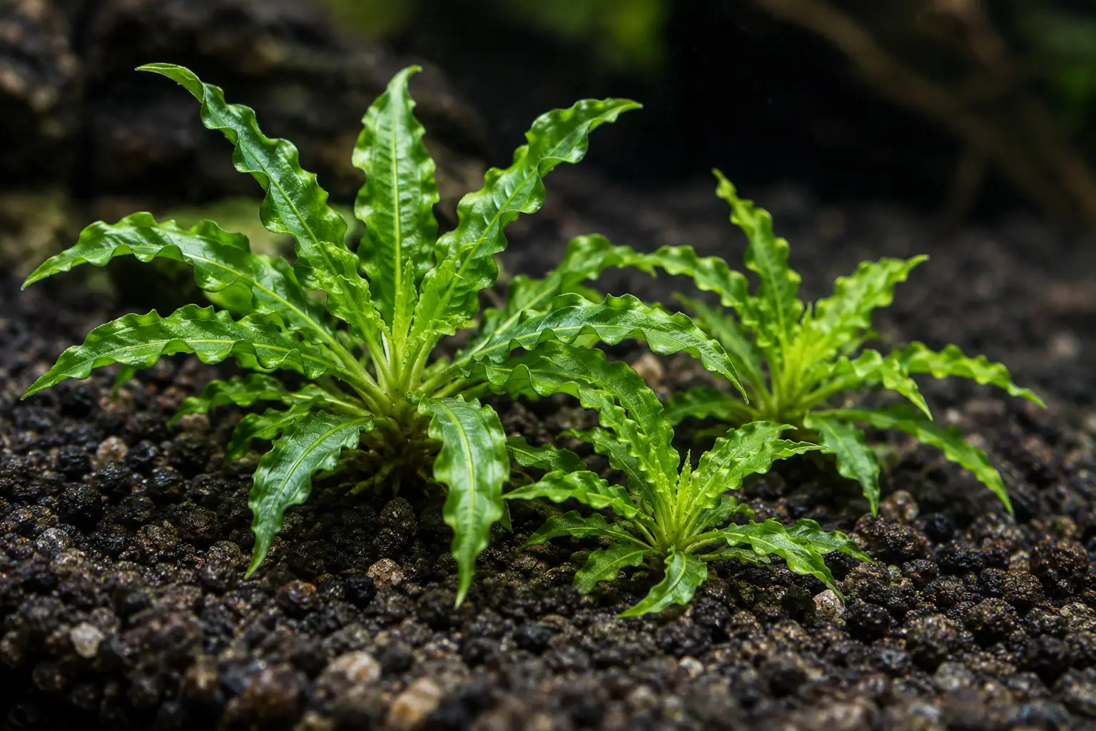 Pogostemon helferi