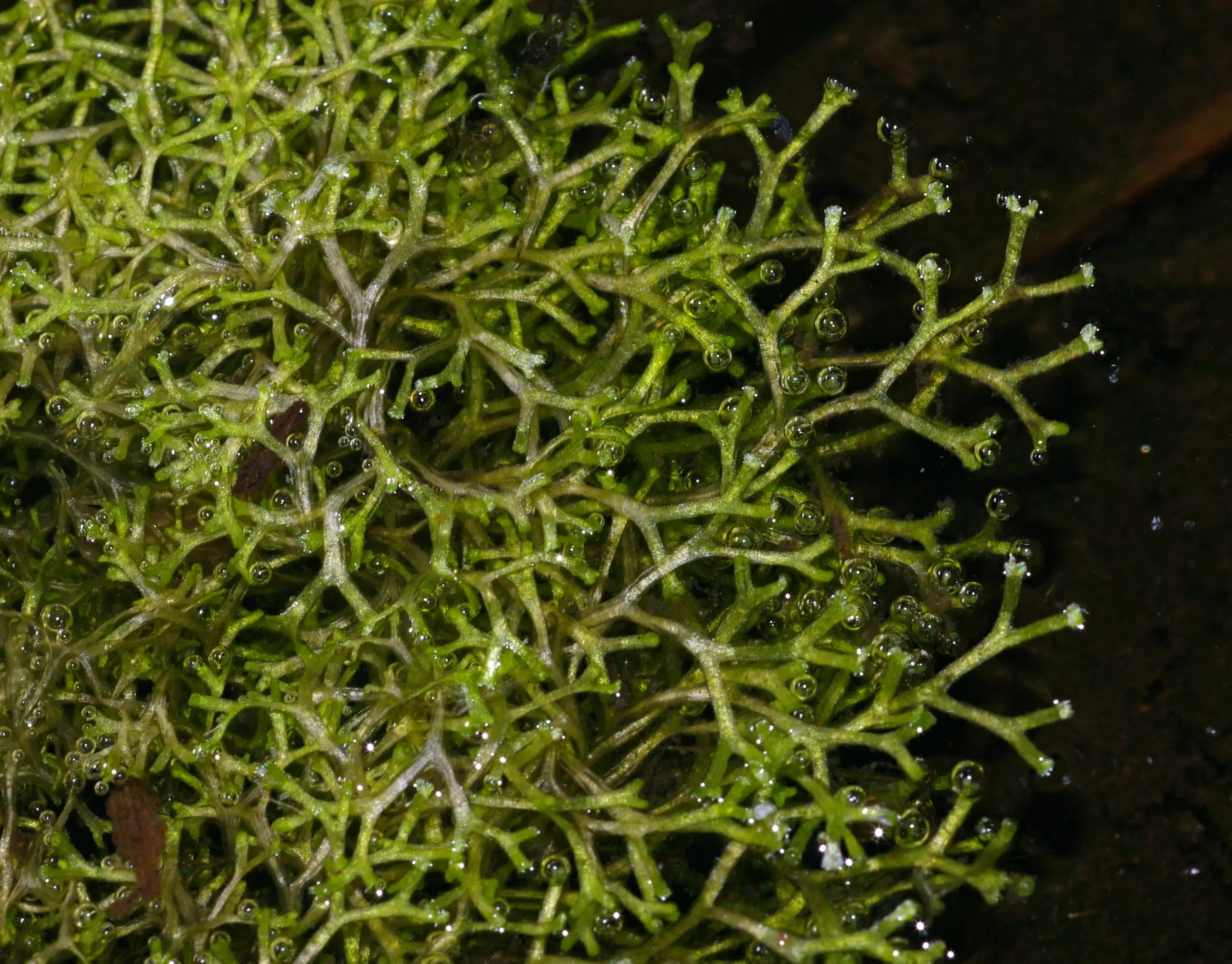 RicciaFluitansAgg