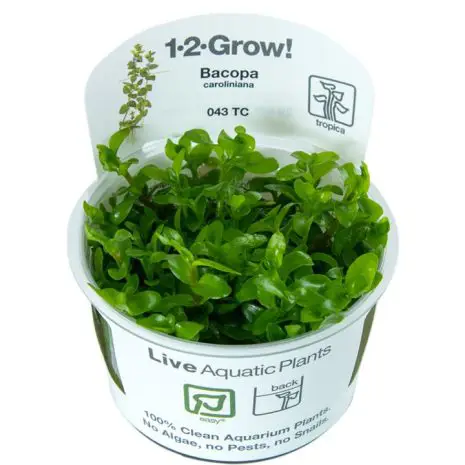 Bacopa caroliniana (in vitro)