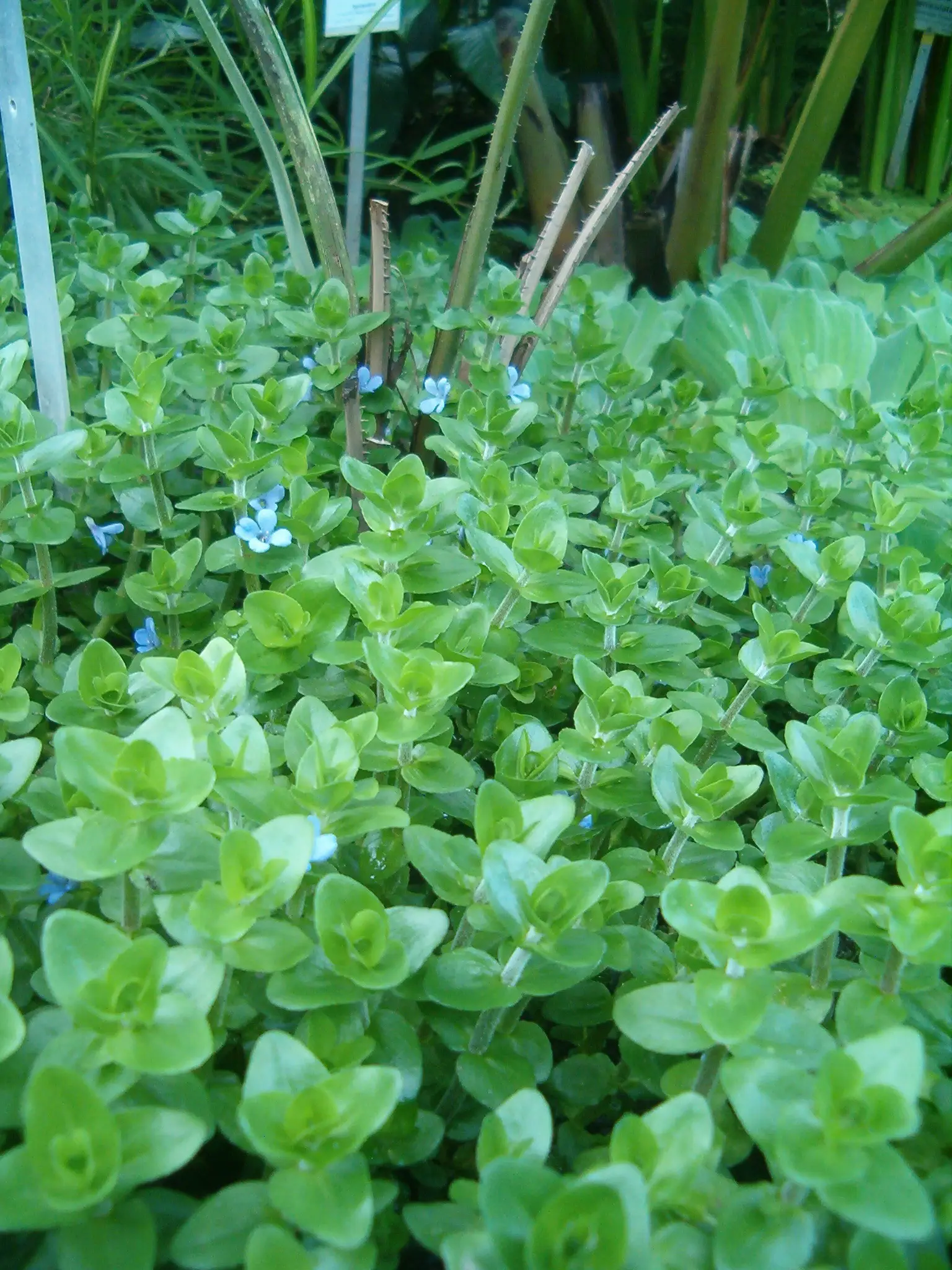 Bacopa caroliniana