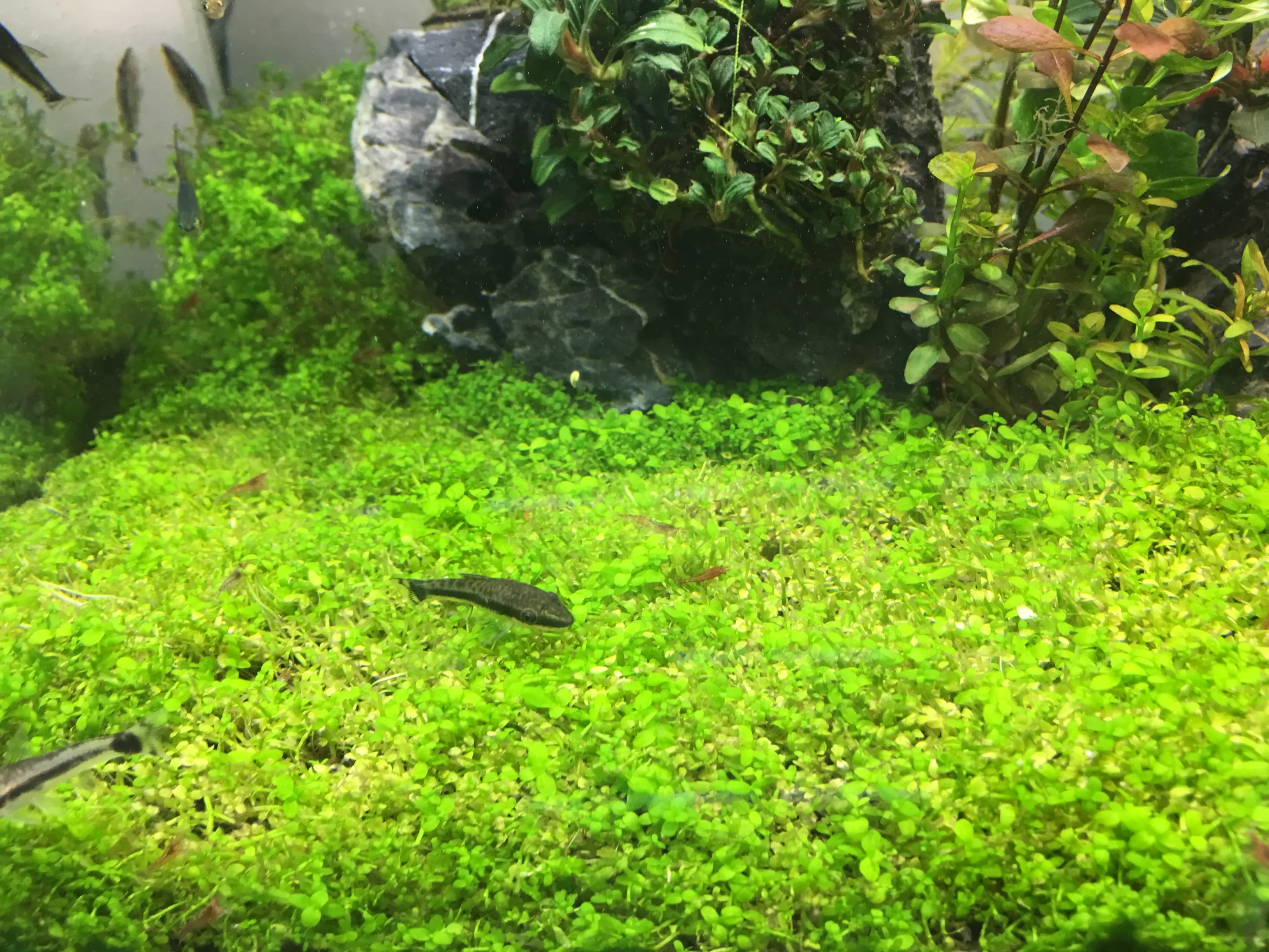 Freshwater aquariums Sharjah