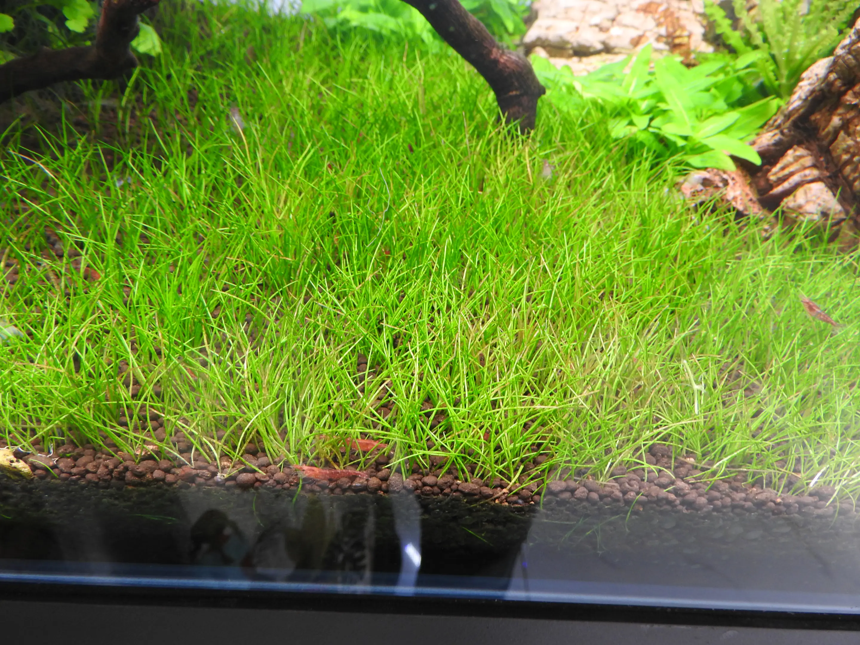 Eleocharis parvula