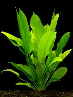 	Echinodorus bleheri