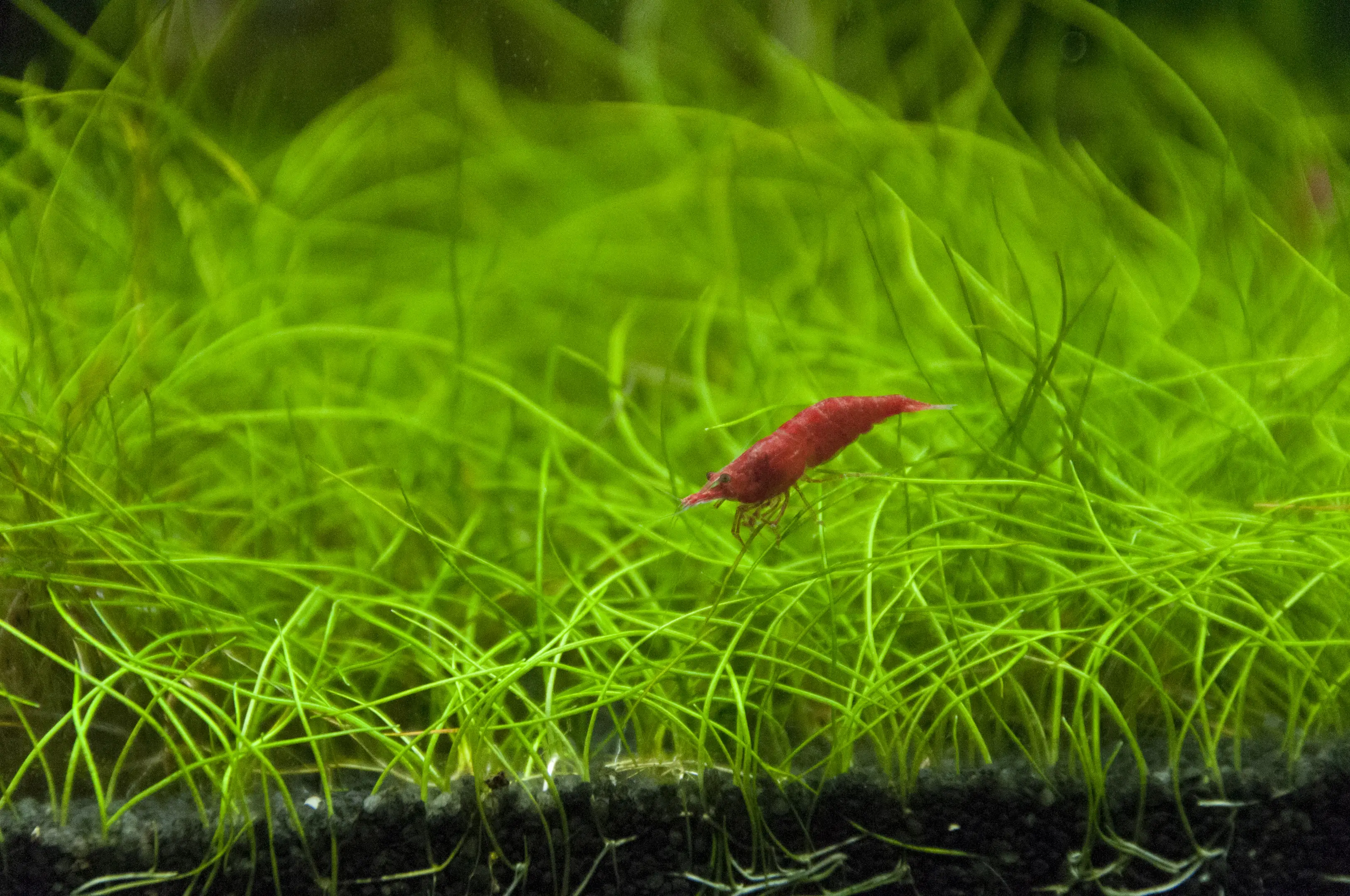 Echinodorus tenellus b