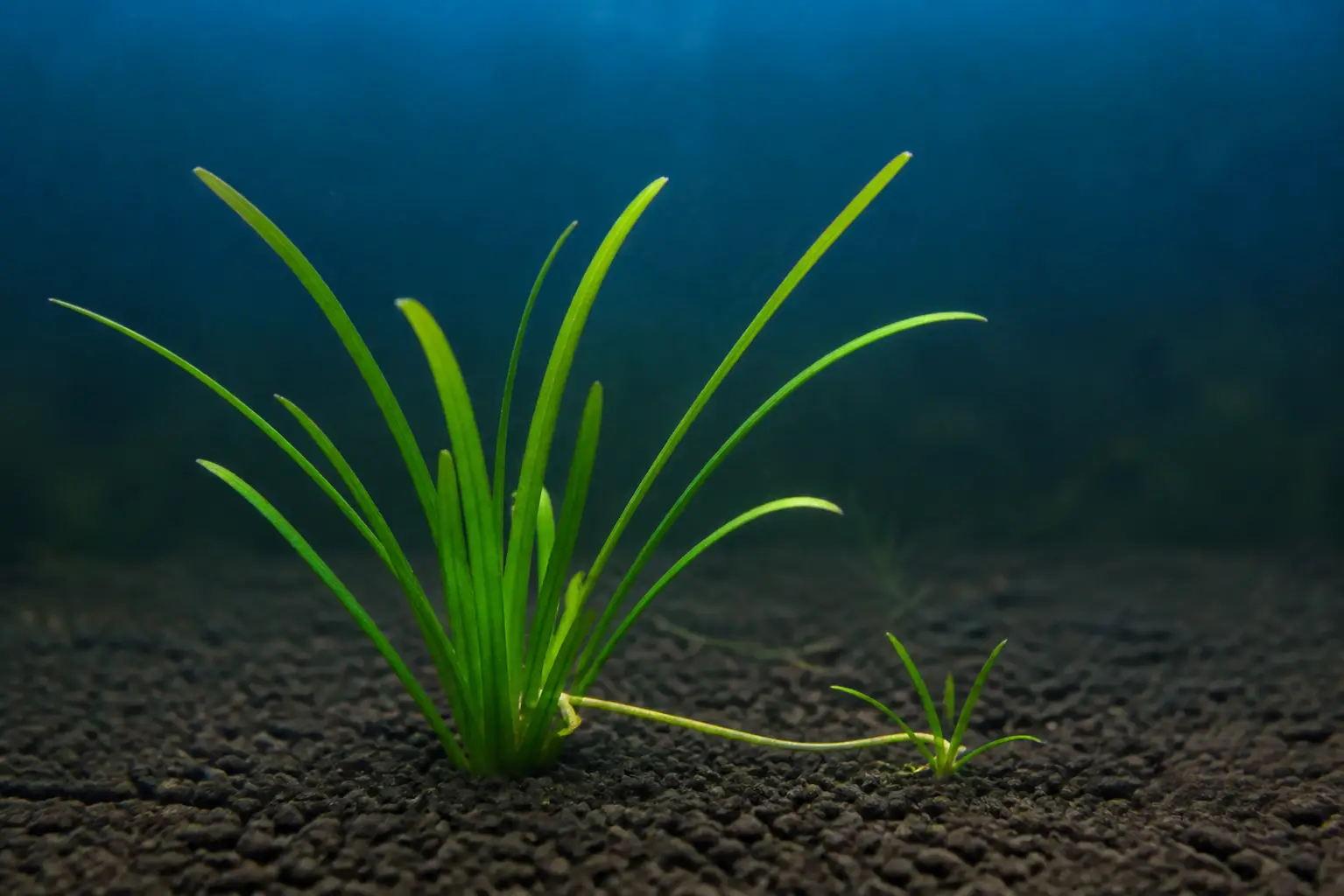 Sagittaria subulata