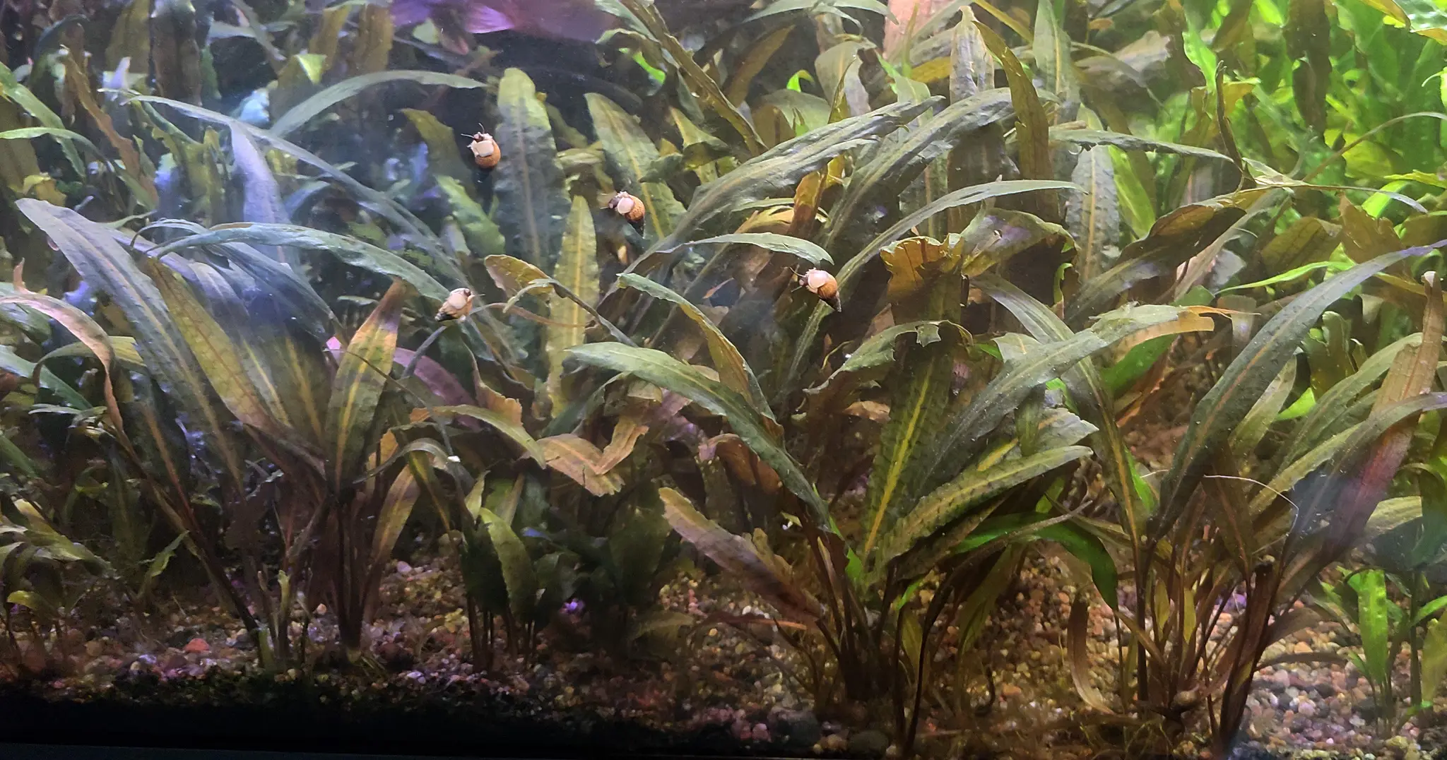 Cryptocoryne undulata