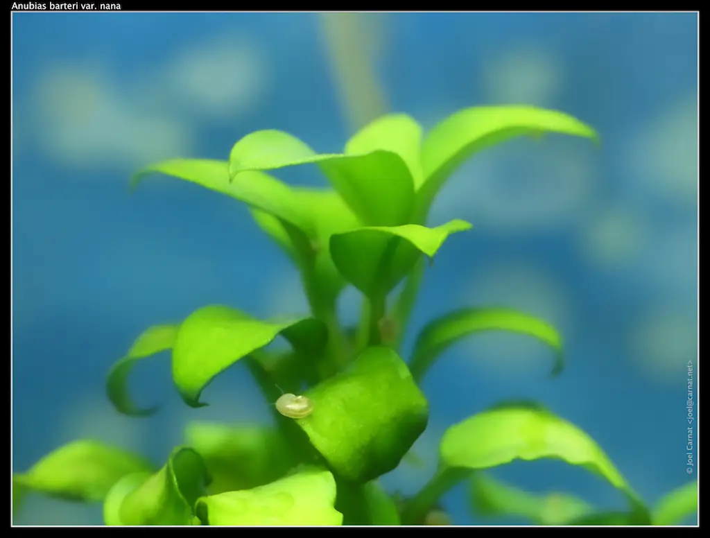 Anubias barteri nana