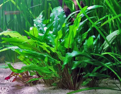 Cryptocoryne wendtii Green