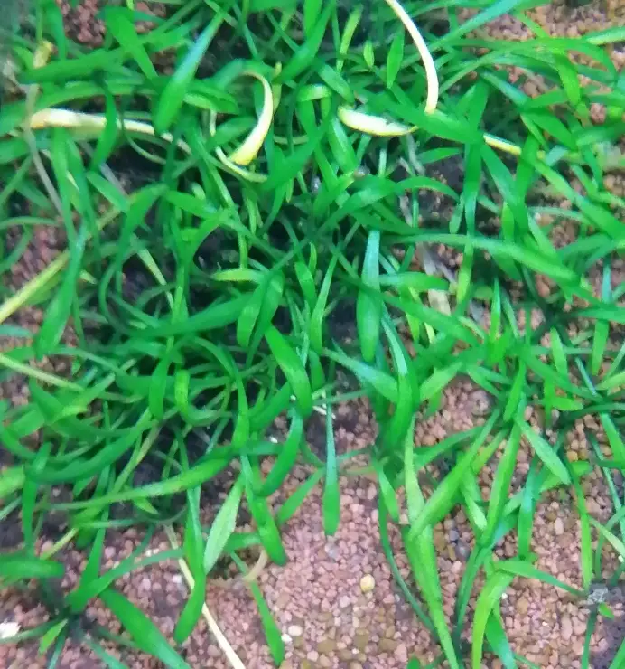 Cryptocoryne parva