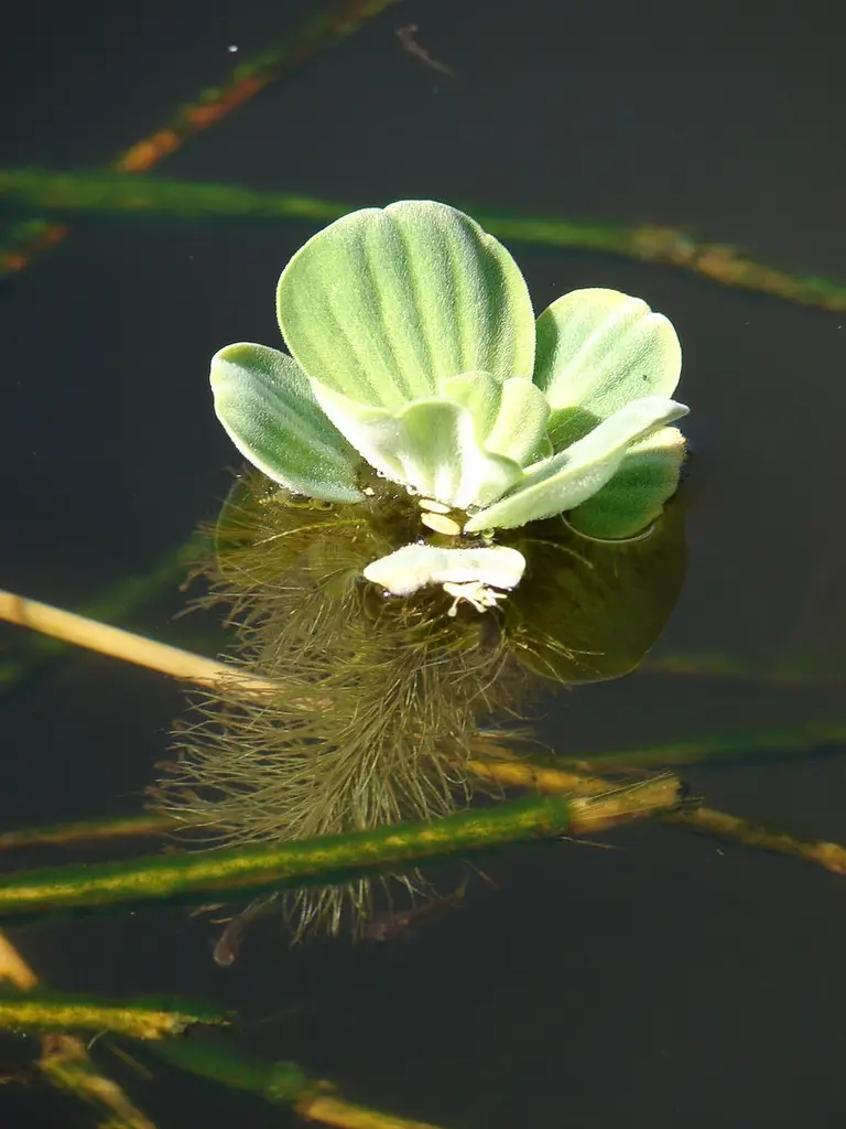 Pistia stratiotes