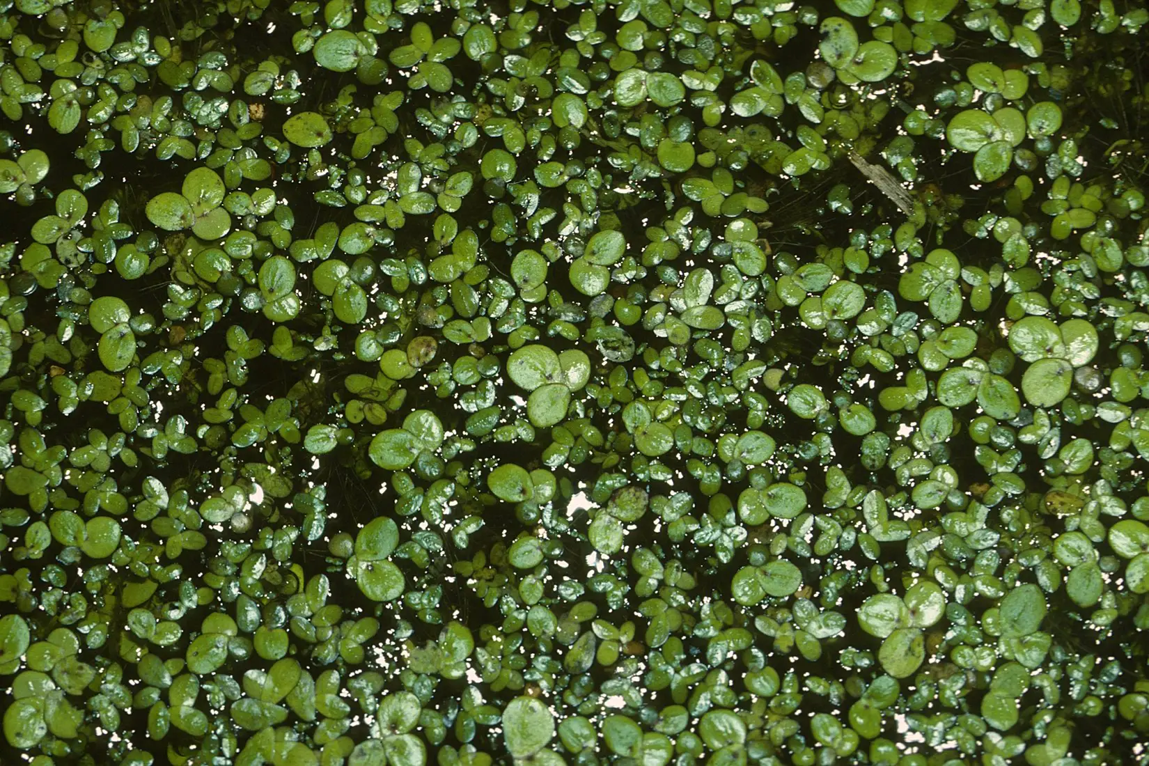 Lemna minor