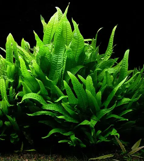 Polypodiaceae