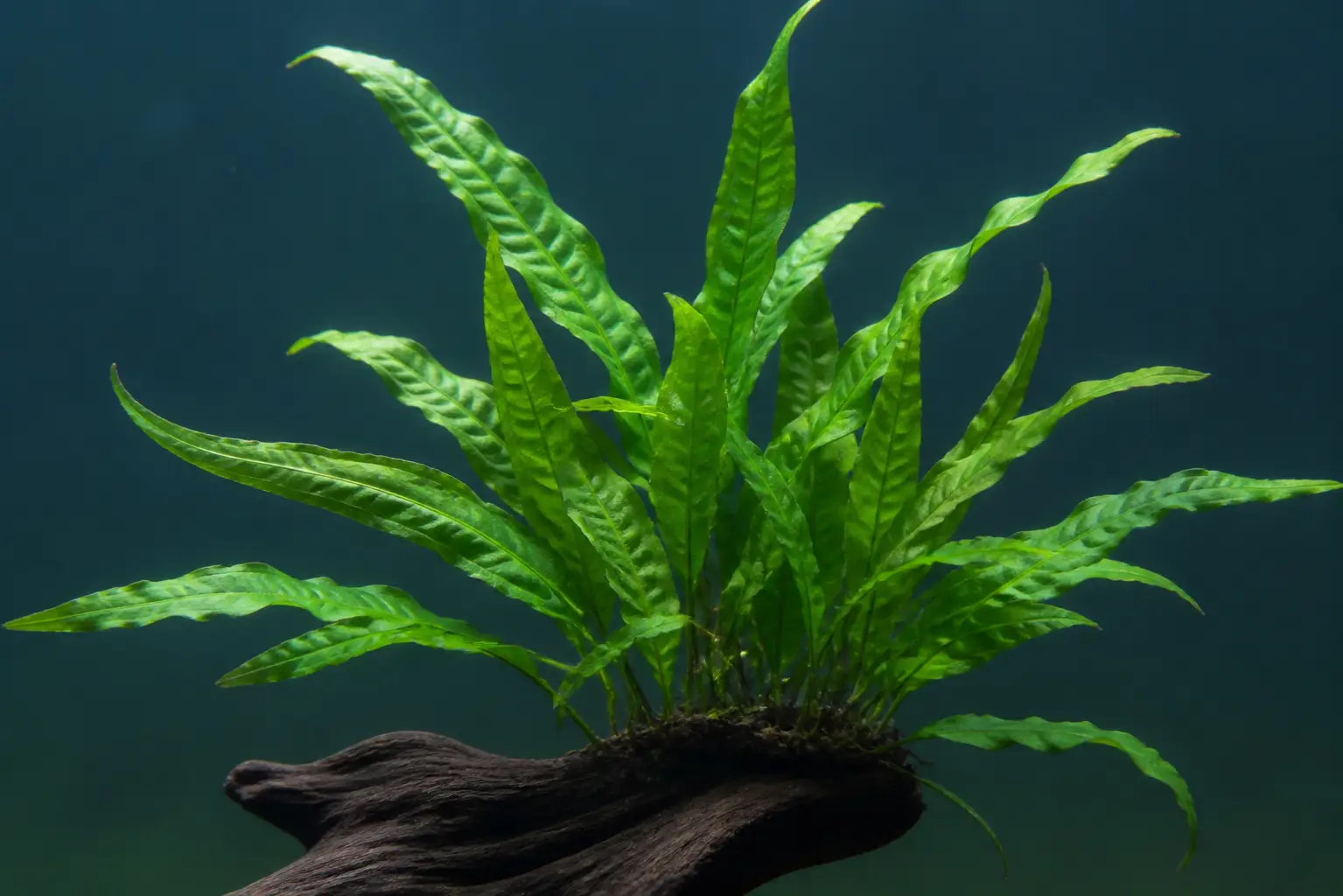 Polypodiaceae