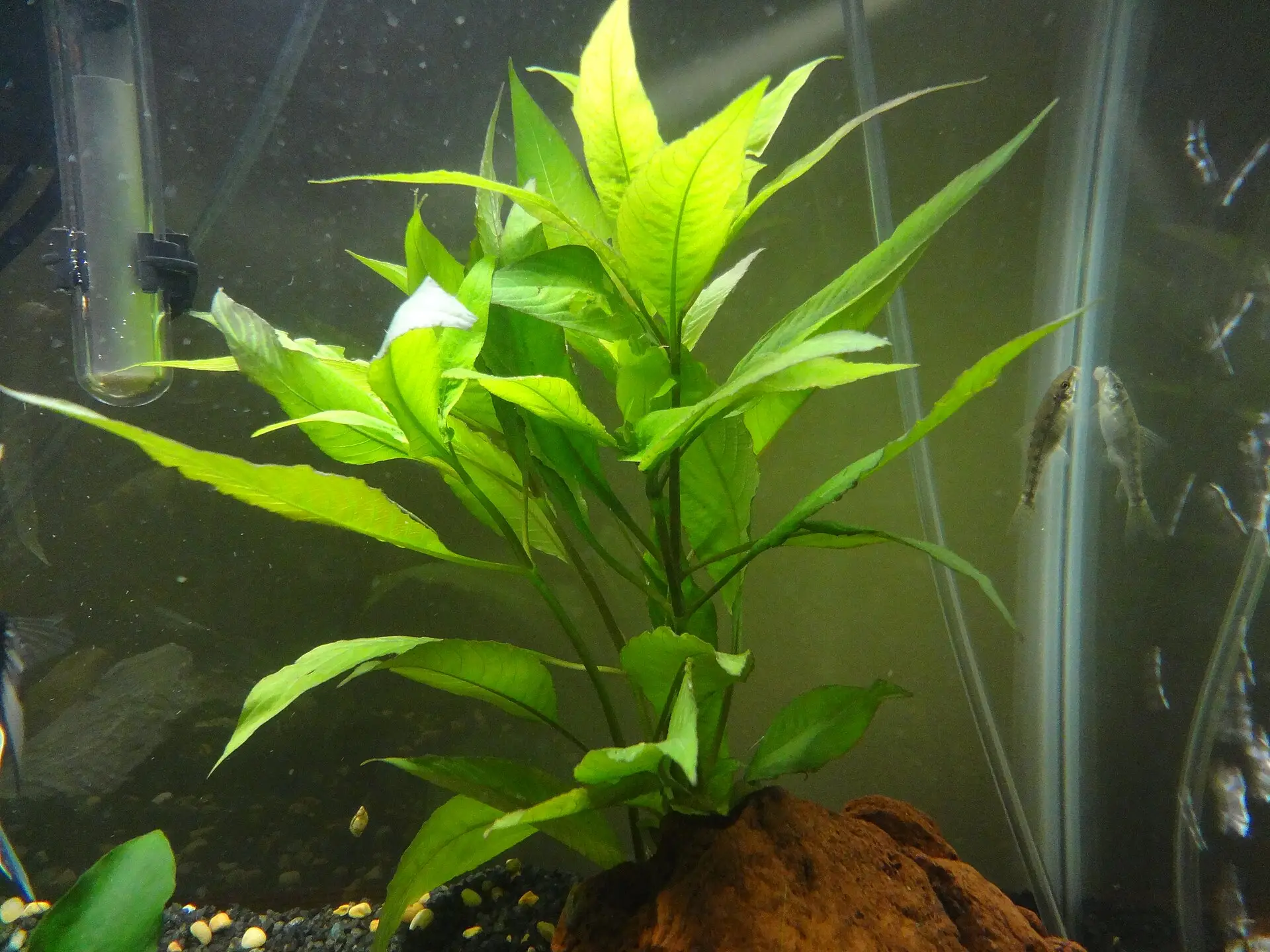 Acanthaceae