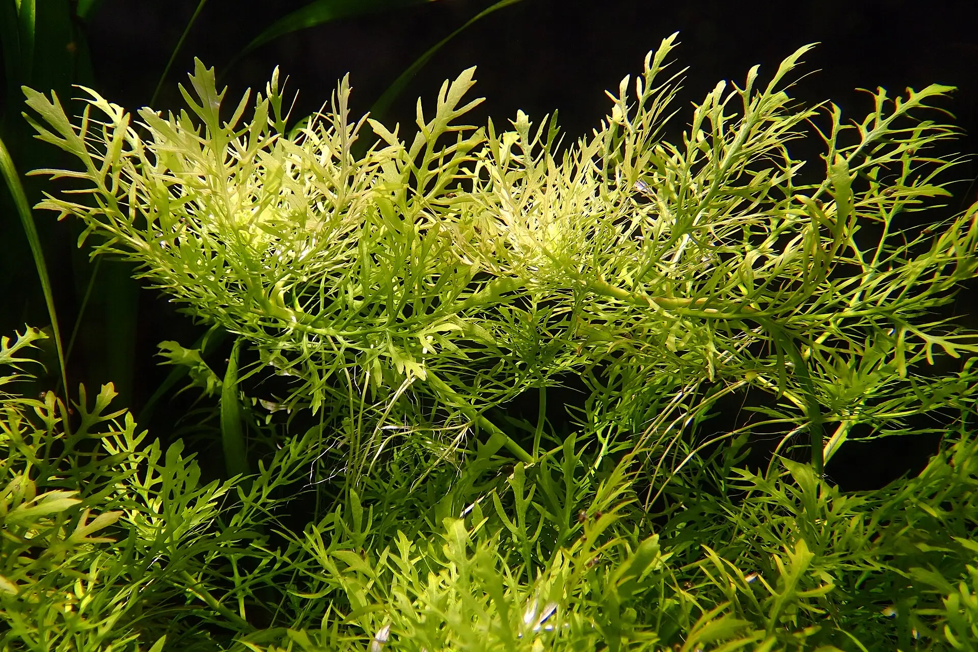 Hygrophila difformis